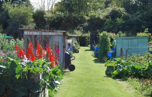 allotment2